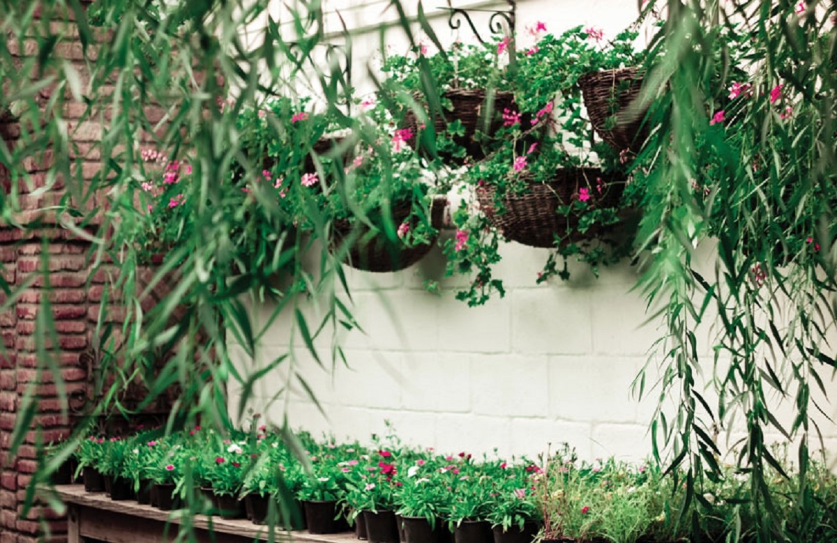Plantas