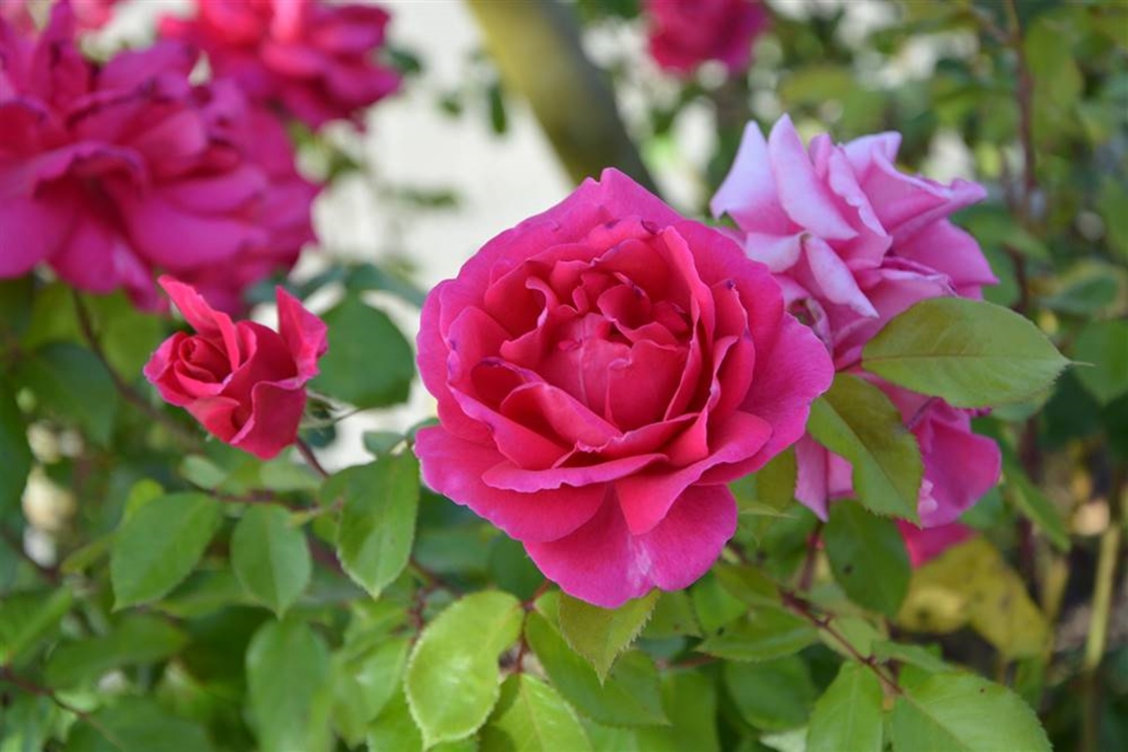 como-cuidar-un-rosal-trucos_db383186_1000x666 (1)