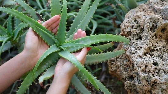 Plantas 1