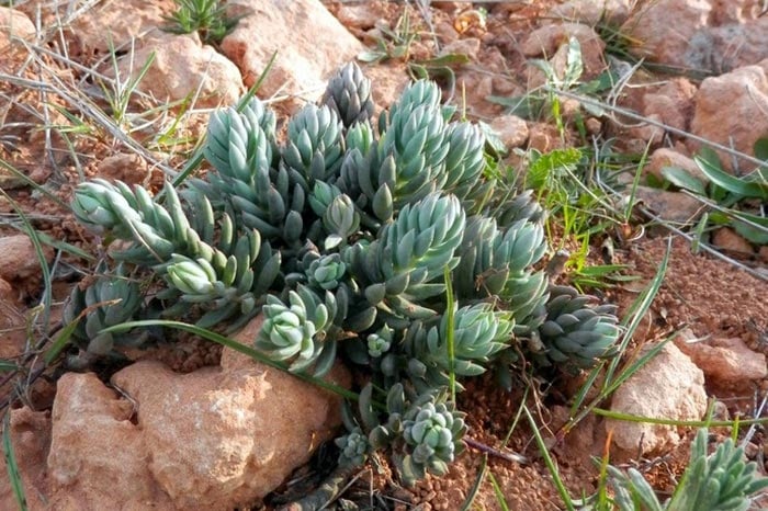 sedum-sediforme