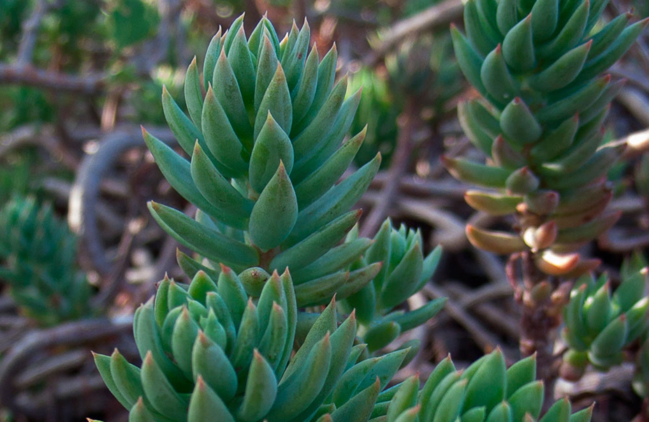 sedum-sediformesdsad(1)