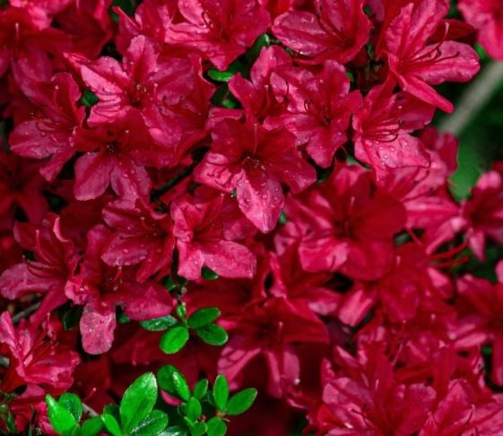 azalea544