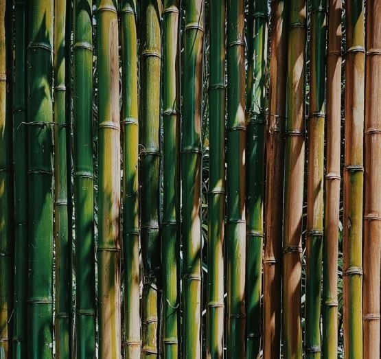 bambu433