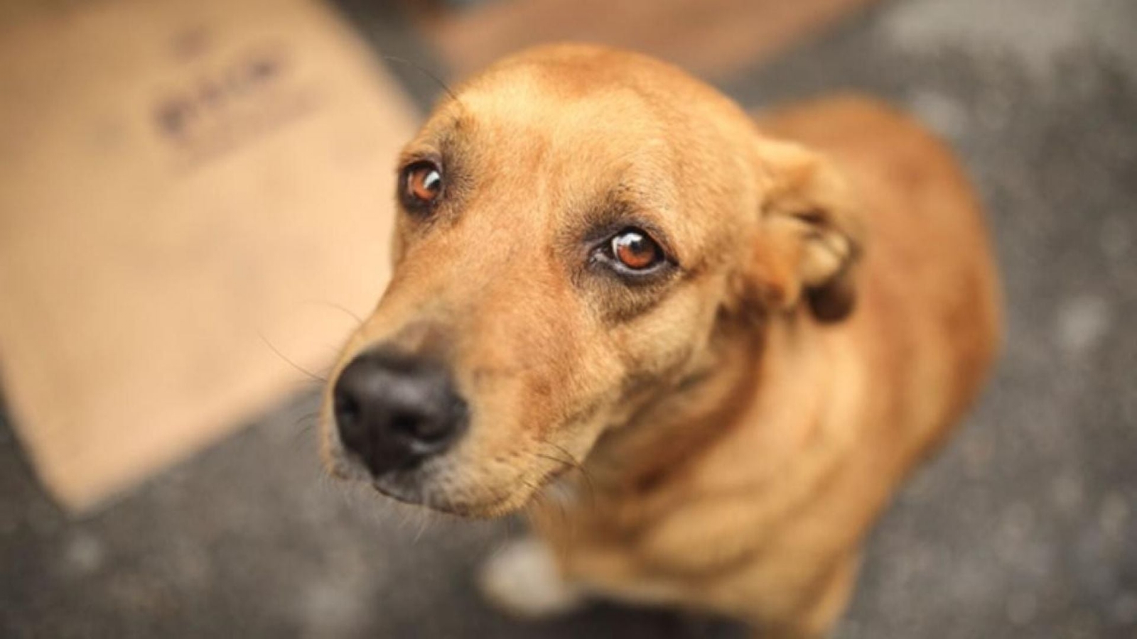 ley-conan-de-que-se-trata-el-nuevo-proyecto-contra-el-maltrato-animal