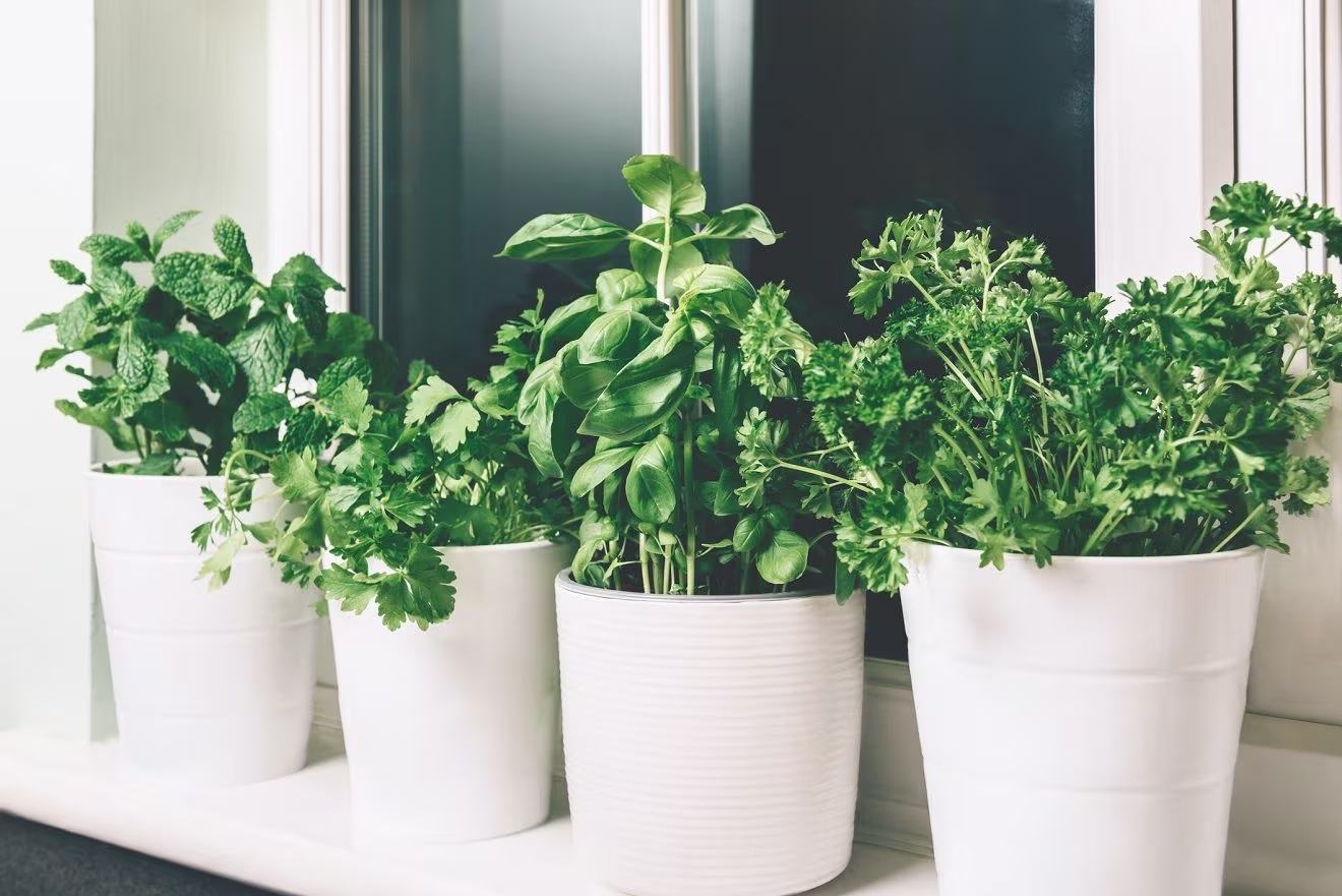 Plantas 4