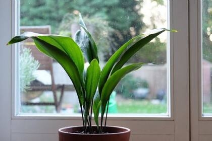 planta 3