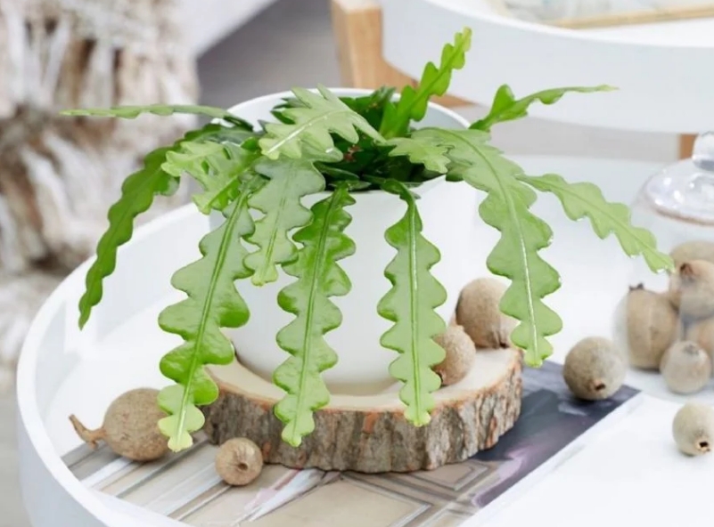 cactus plantas5
