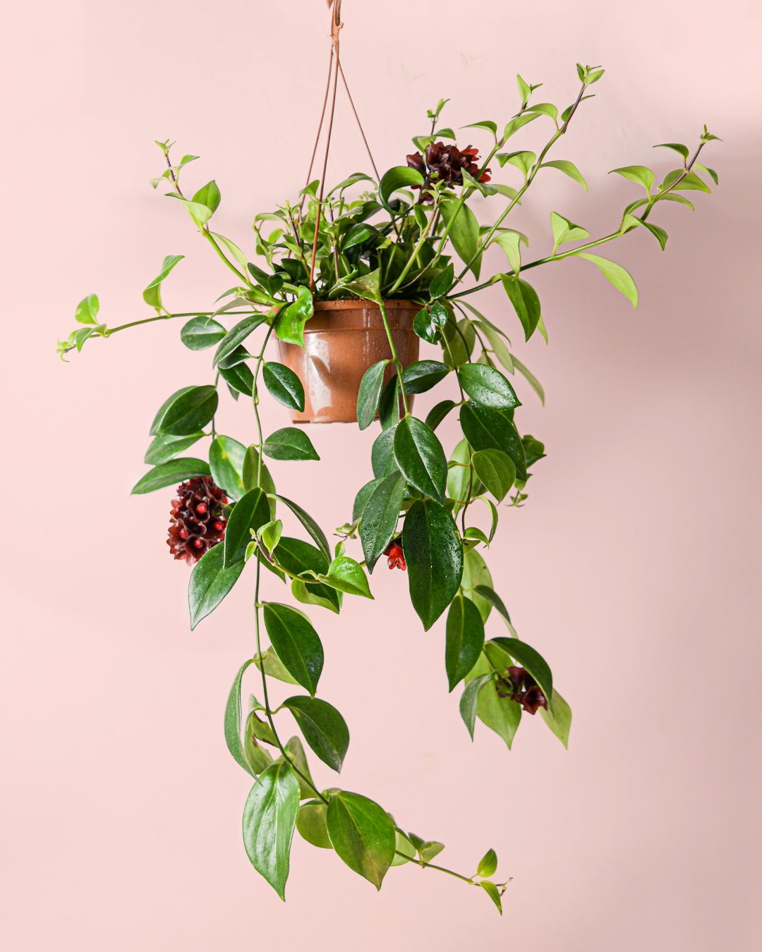 pintalabios plantas4