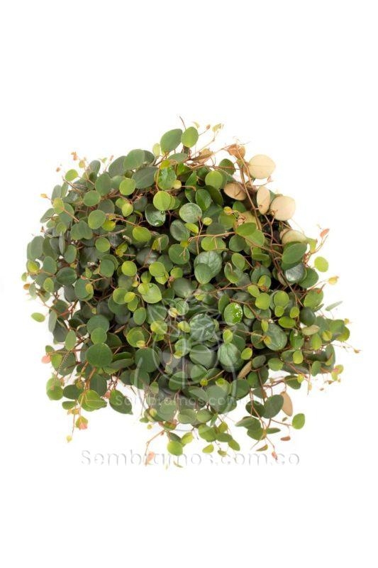 centavito plantas 3