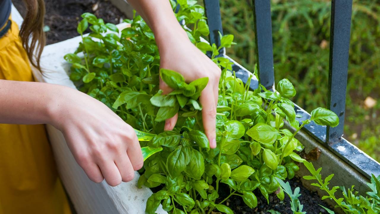 Plantas