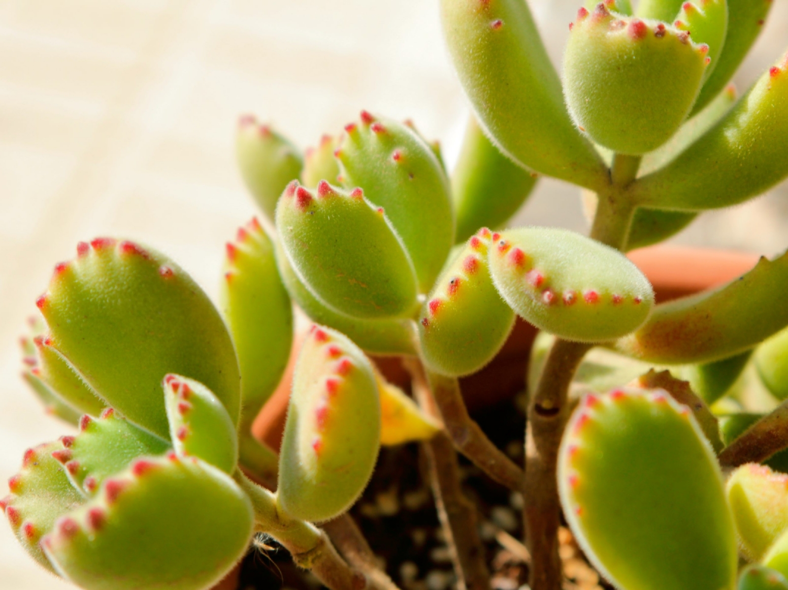 Suculenta patita