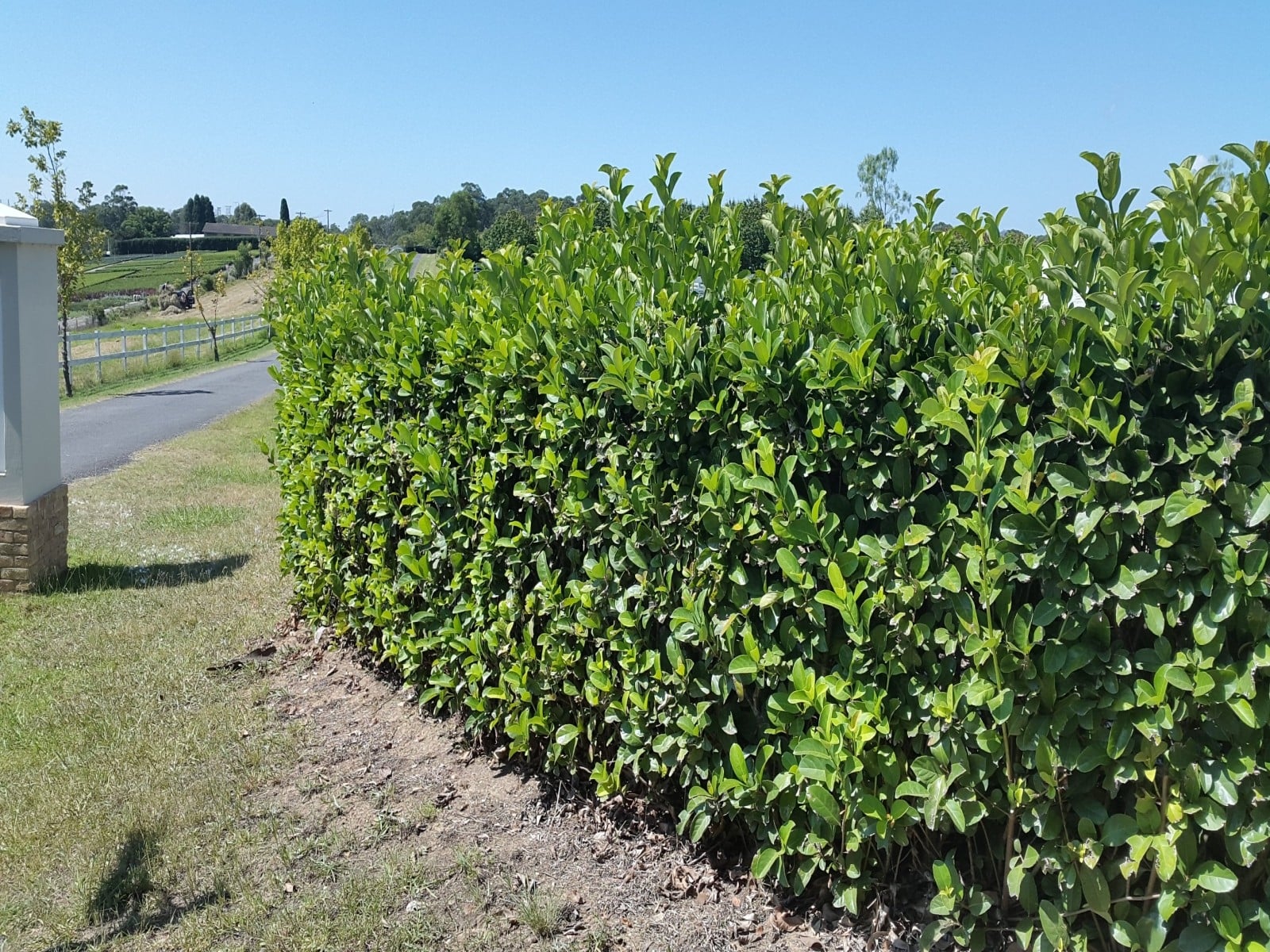 Viburnum-odoratissimum-HD