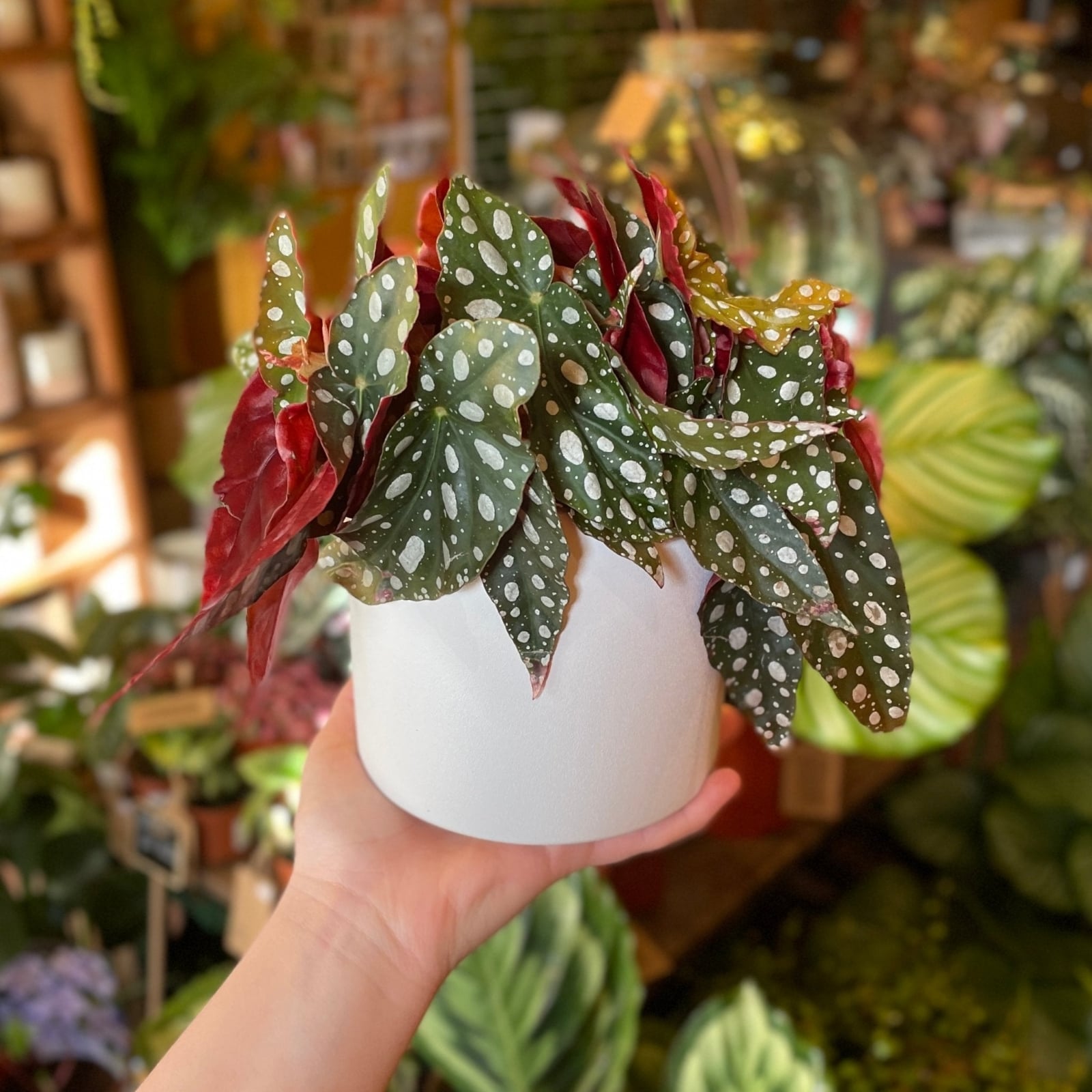 begonia-maculata-12cm-pot-276768