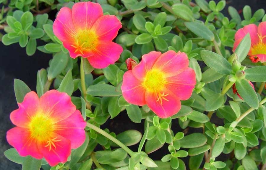 flores-de-verdolaga-rosa