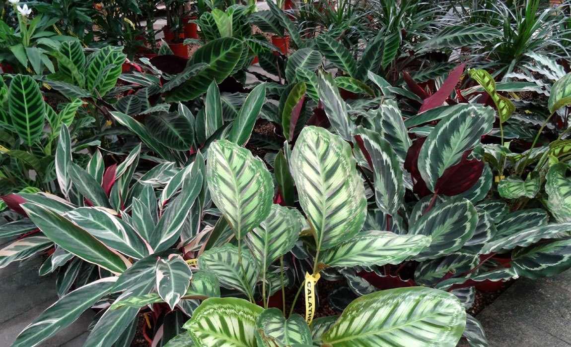 maranthas-y-calatheas-1