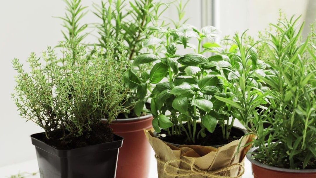 Plantas 1