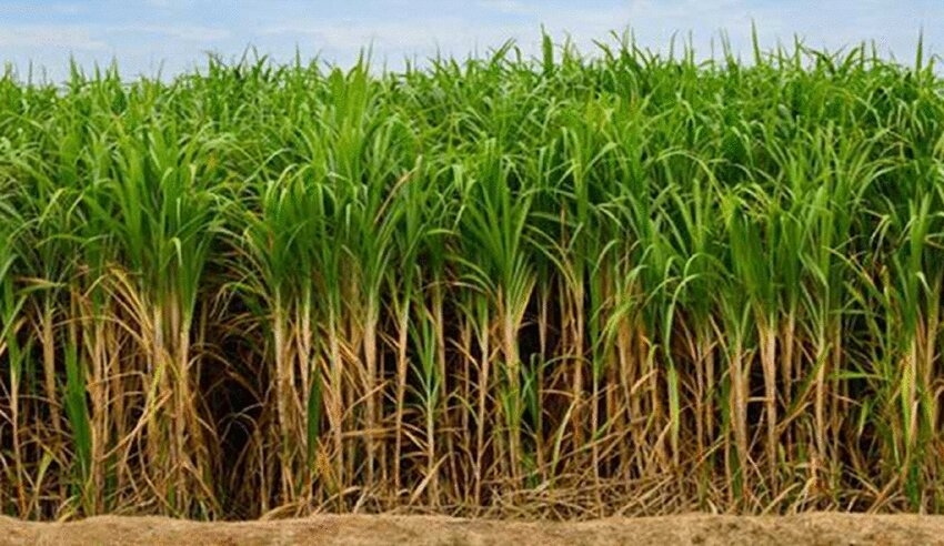 Sugarcane-Saccharum-officinarum-which-is-used-to-make-sugar-and-sugarcane-bagasse