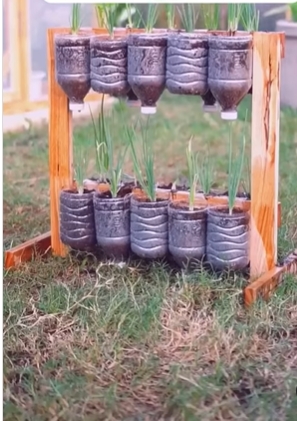 plantas 2