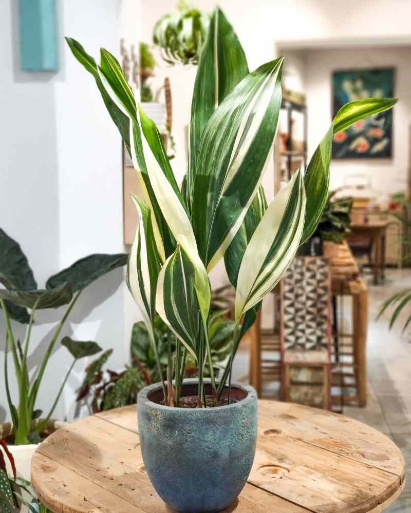 aspidistra-variegada