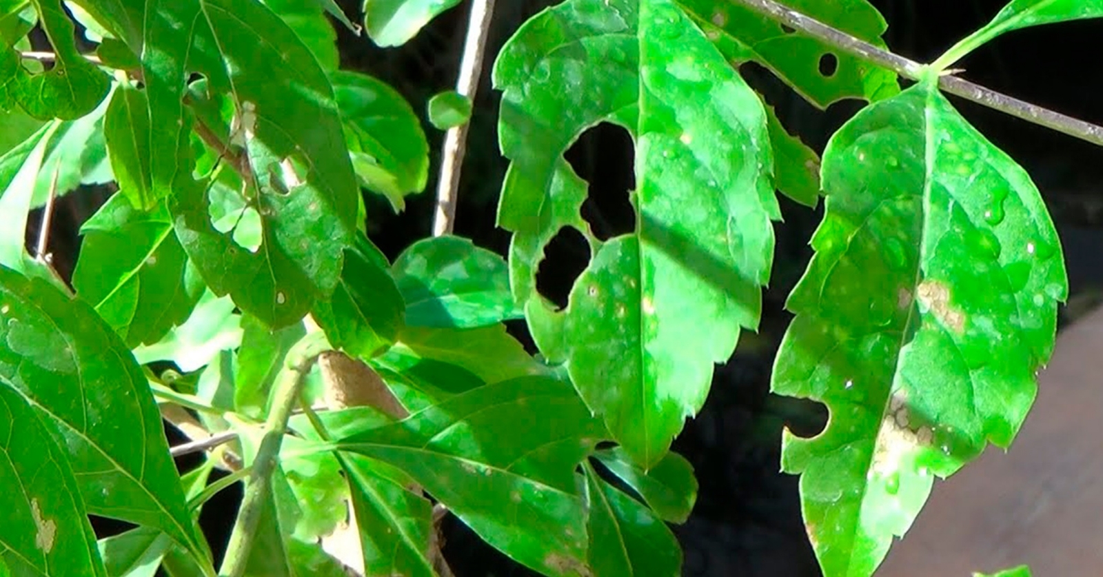 como-prevenir-plagas-jardin
