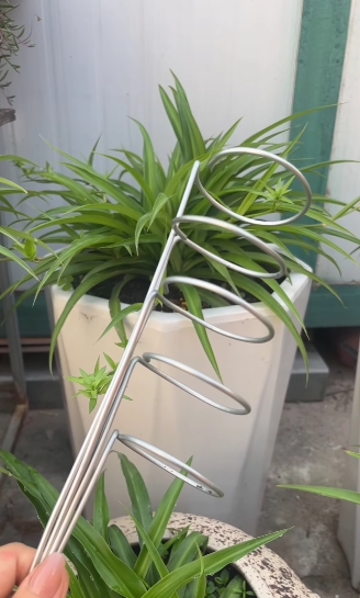 plantas4