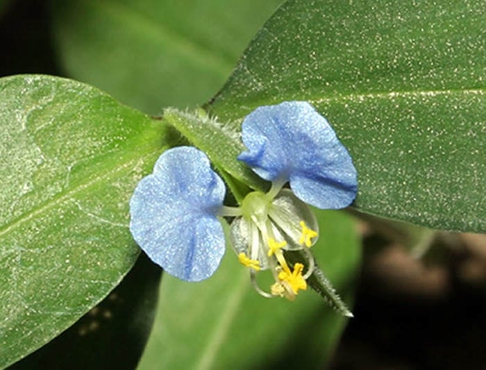 commelina-erecta1
