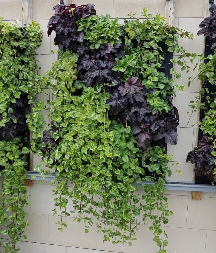 2301e8f480ac-planta-incienso-cultivo-hola-decoracion-03-a
