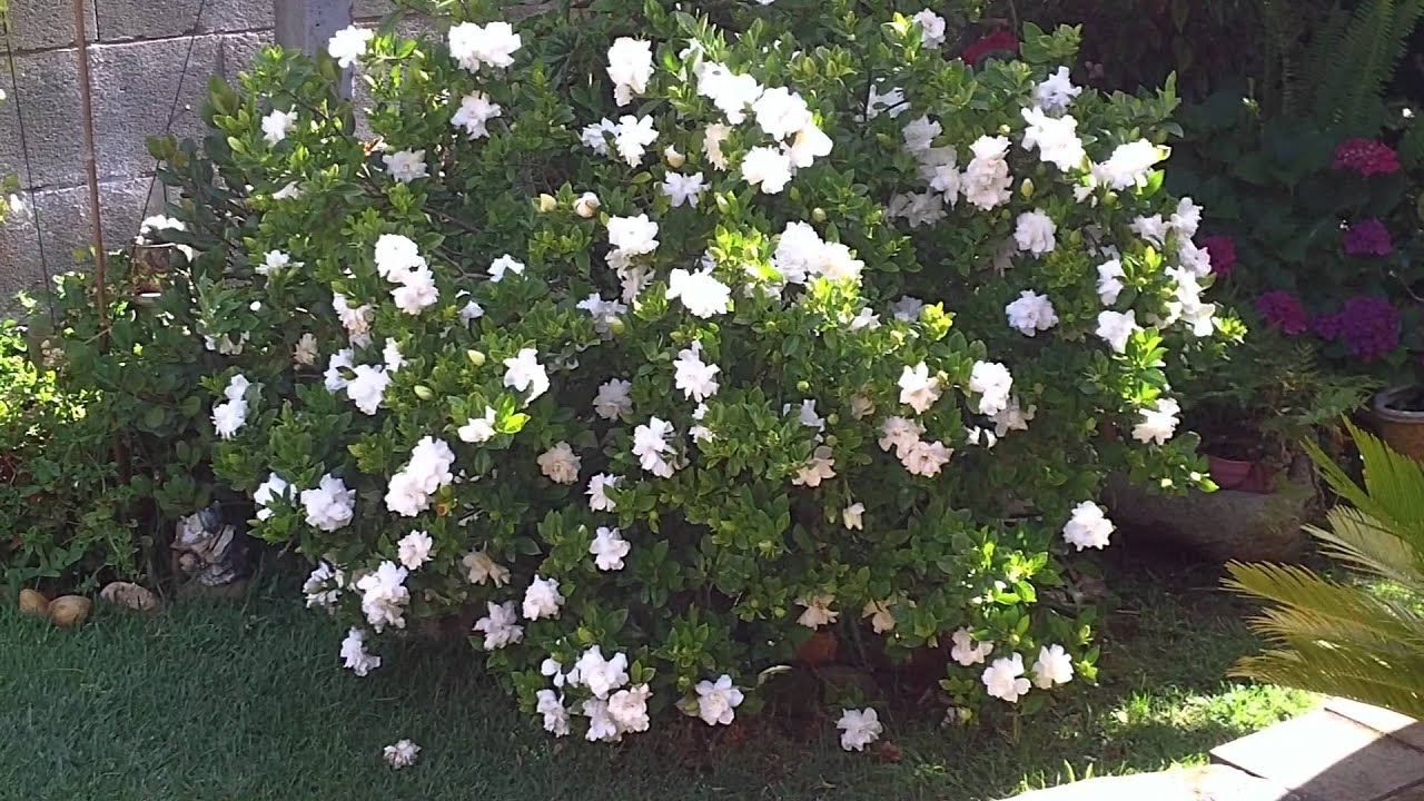 Plantas