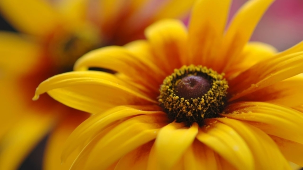 rudbeckia-1-1280x720x80xx1-cfbada1b03d9b2eaca16123573678152-640-0(1)