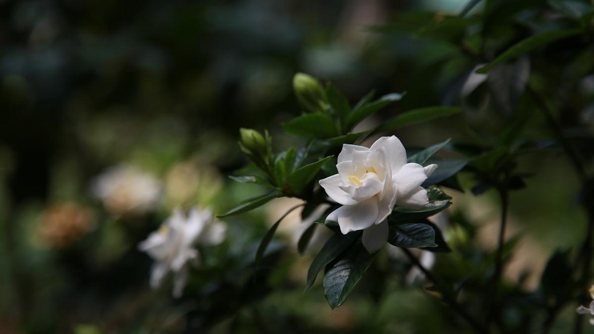 plantas2