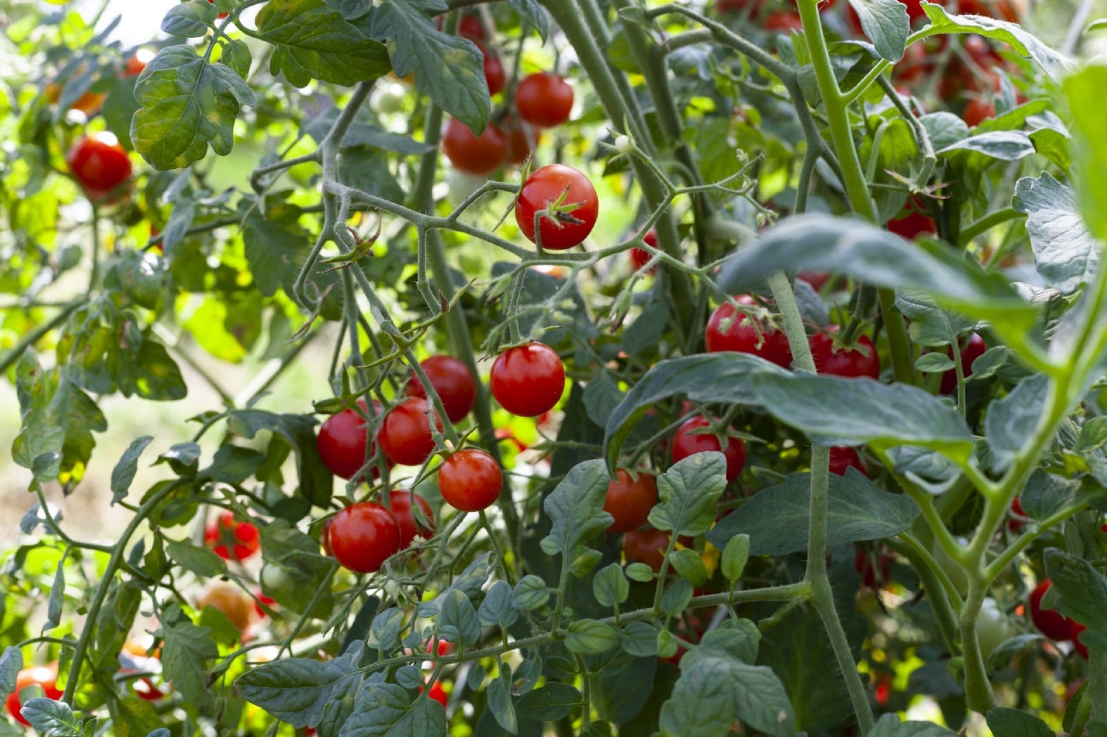 Tomate-Cherry-Pequeno-scaled