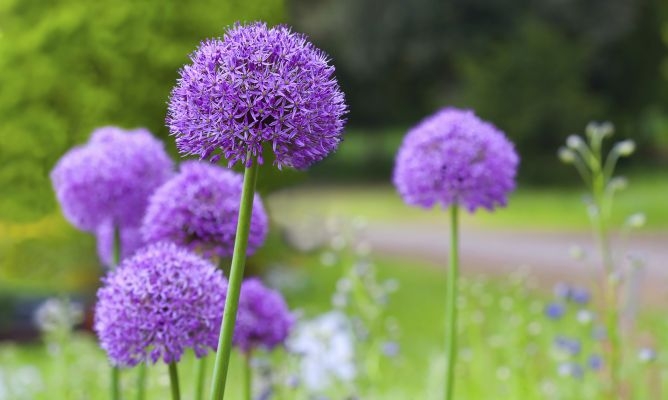 ajo ornamental3