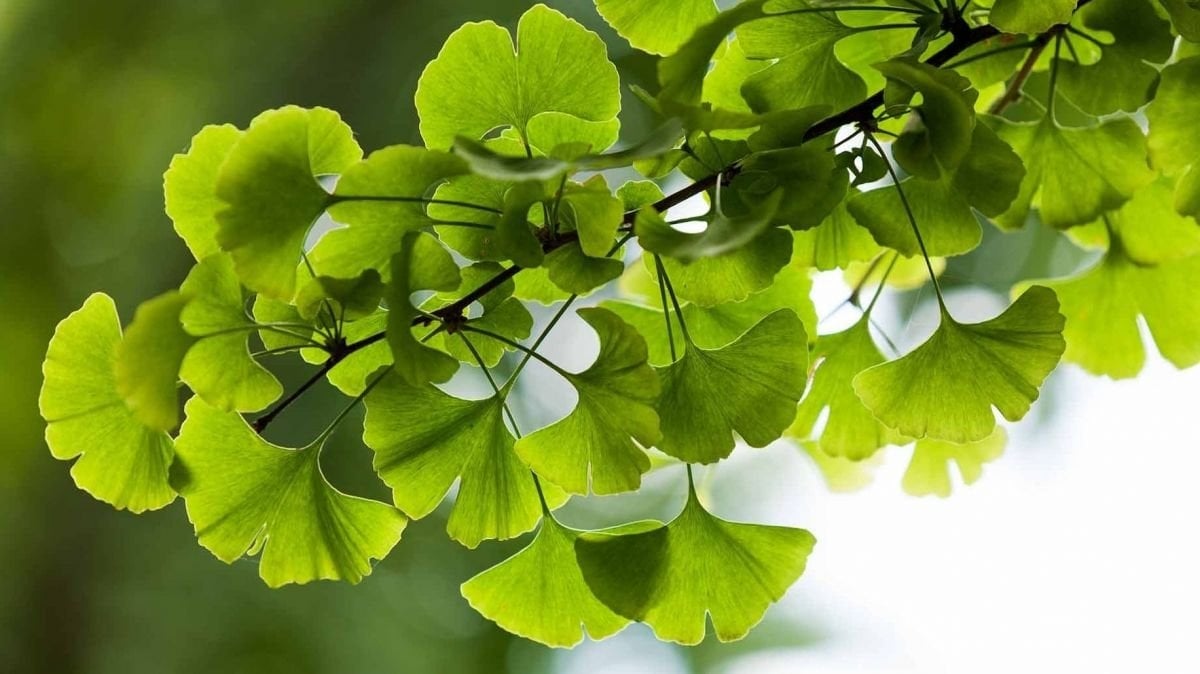 gingko-biloba