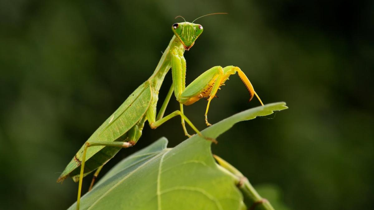 mantis_religiosa_p
