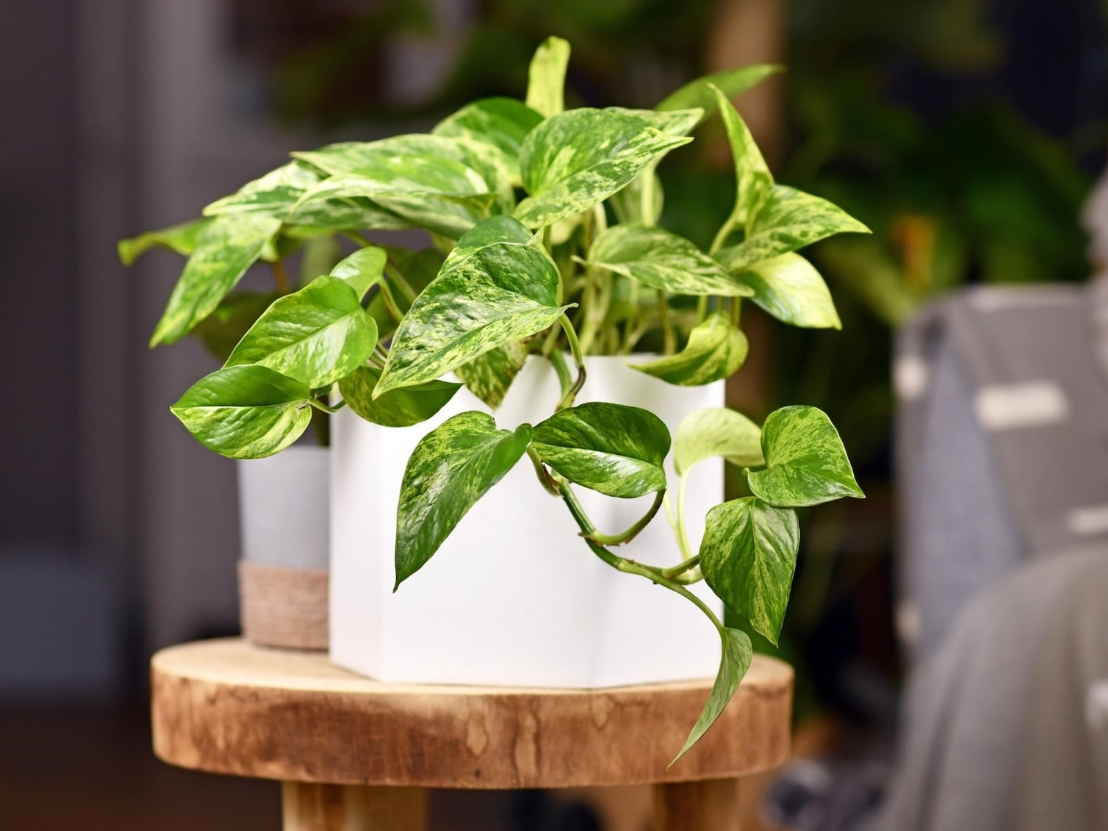 plantas