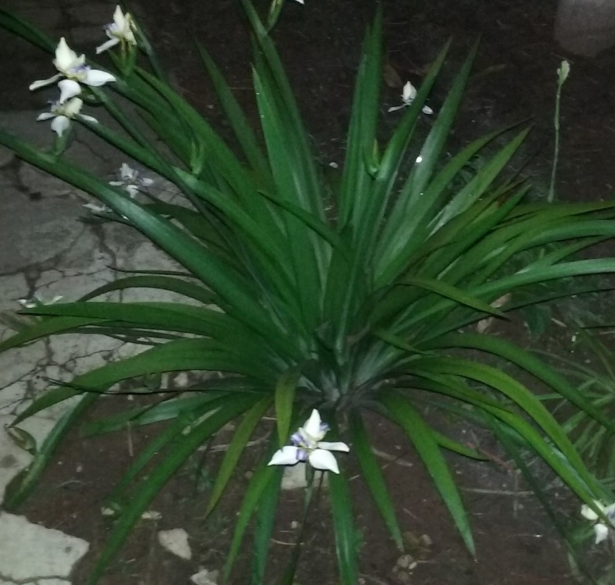 Planta 5