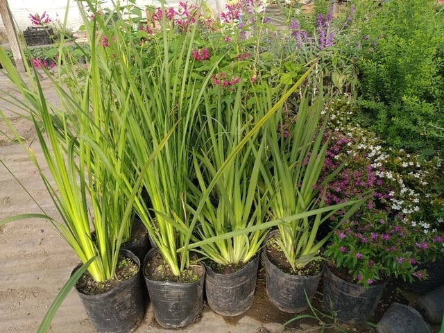 planta 2
