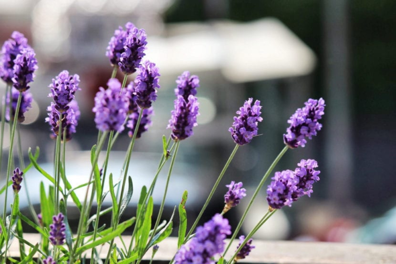 flores_de_lavanda-830x554(1)