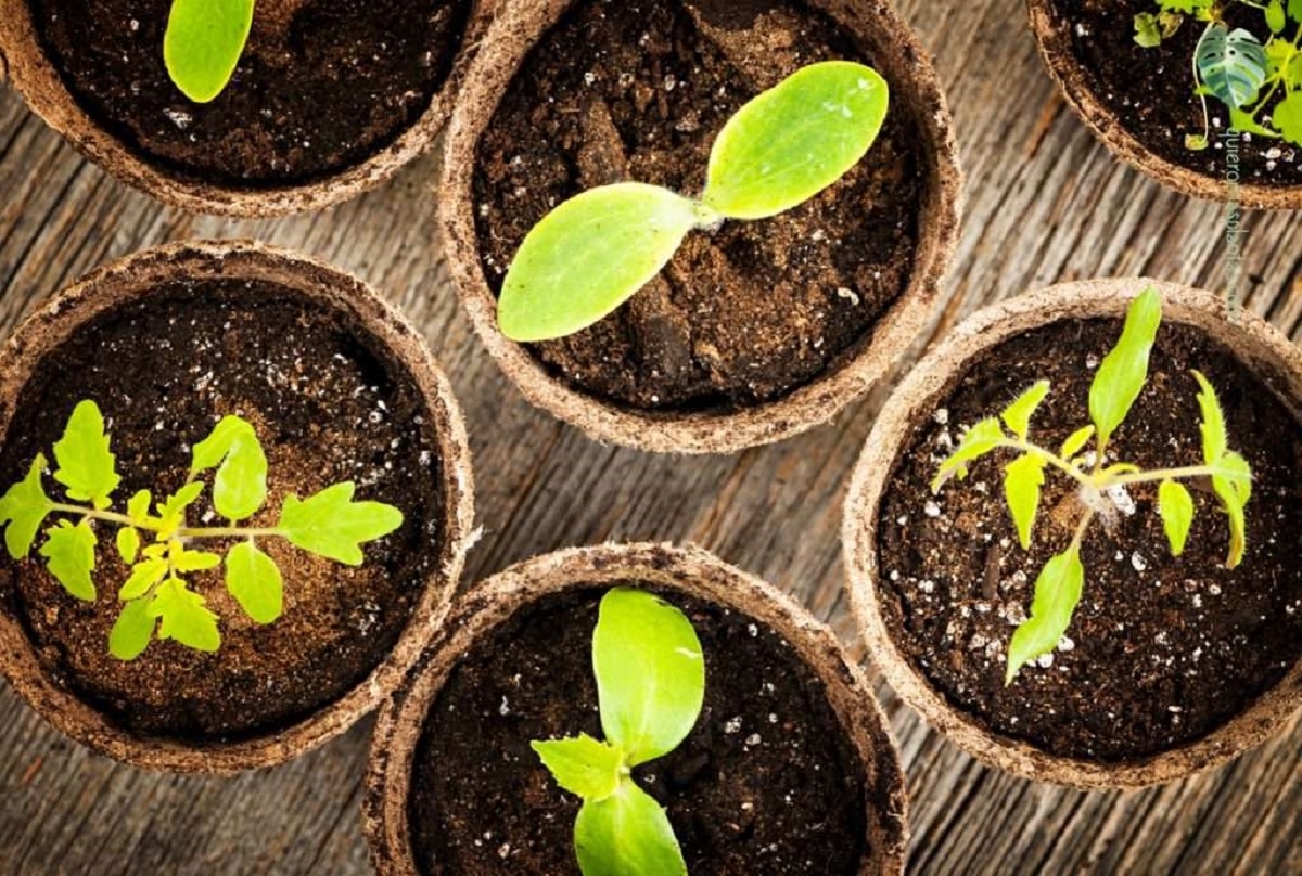 Plantas
