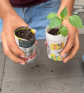 plantas5