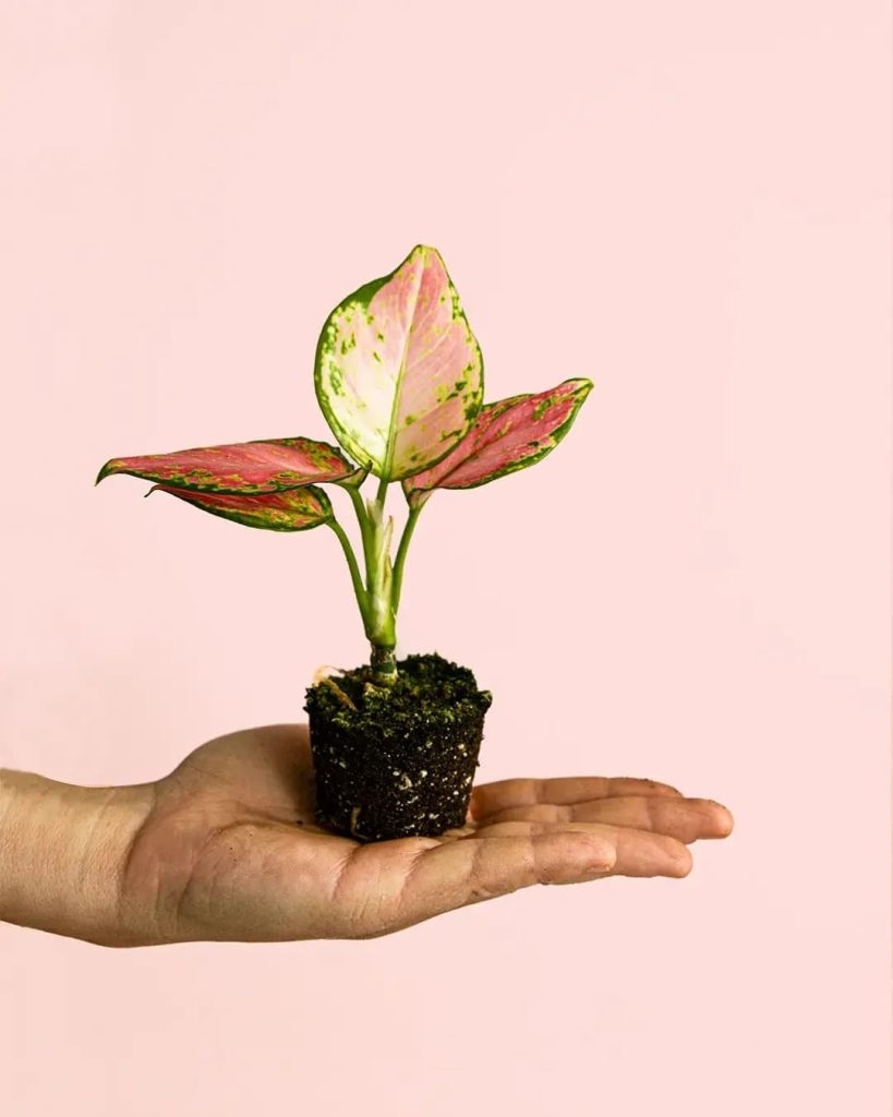 plantas 2