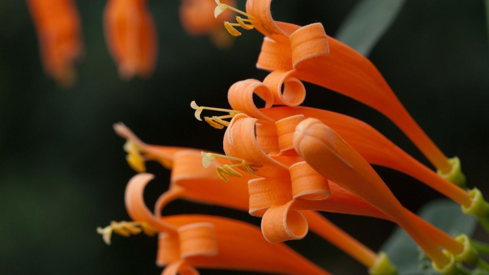 pyrostegia venusta 2