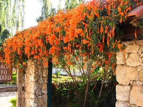 pyrostegia venusta 3