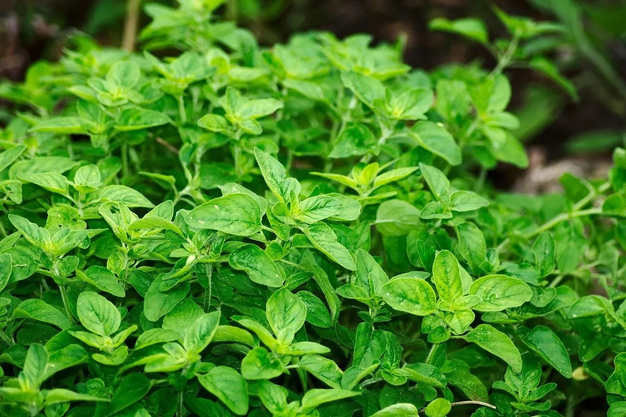 tinywow_cultivar-orégano_62848686