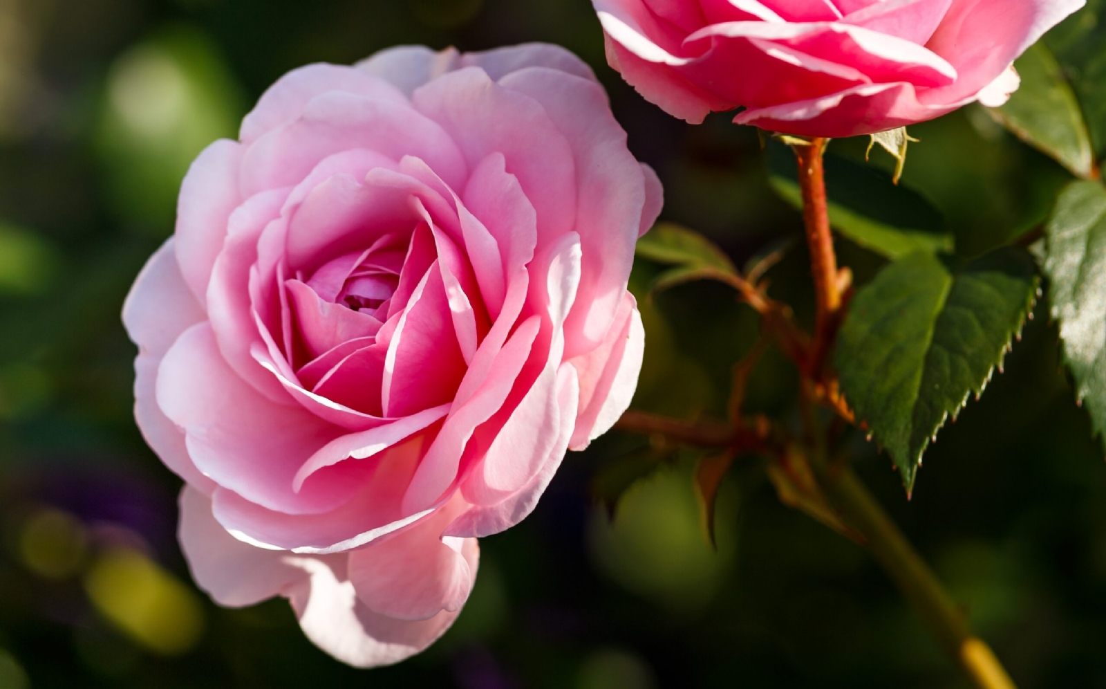rosa-reina-flores