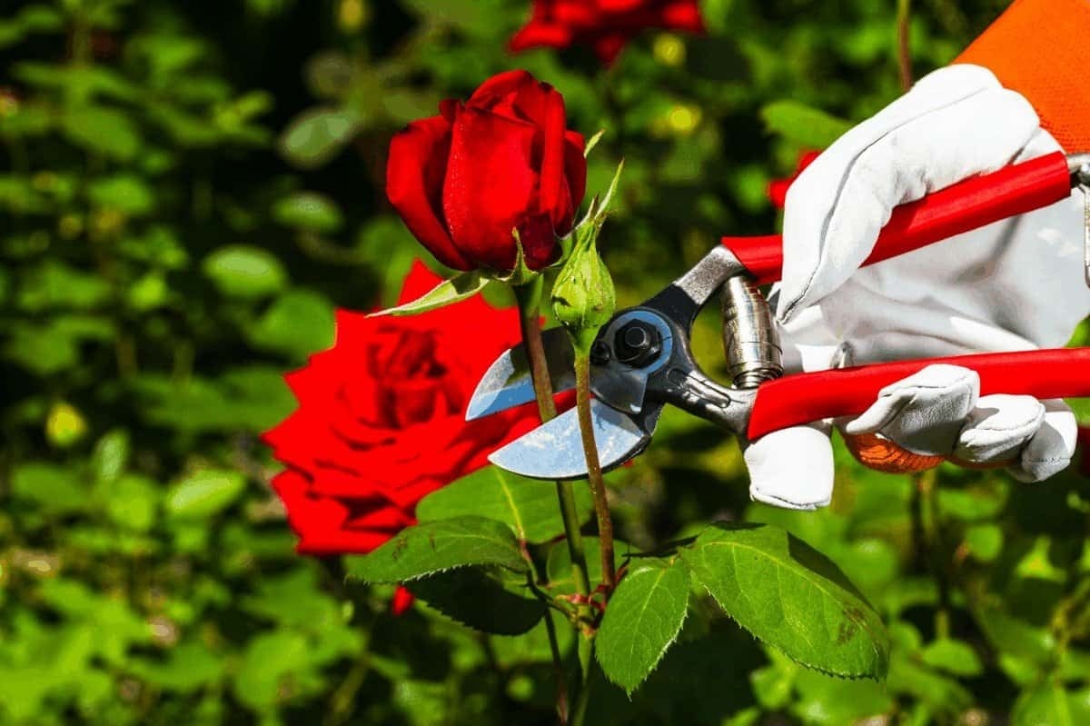 best-time-to-prune-roses