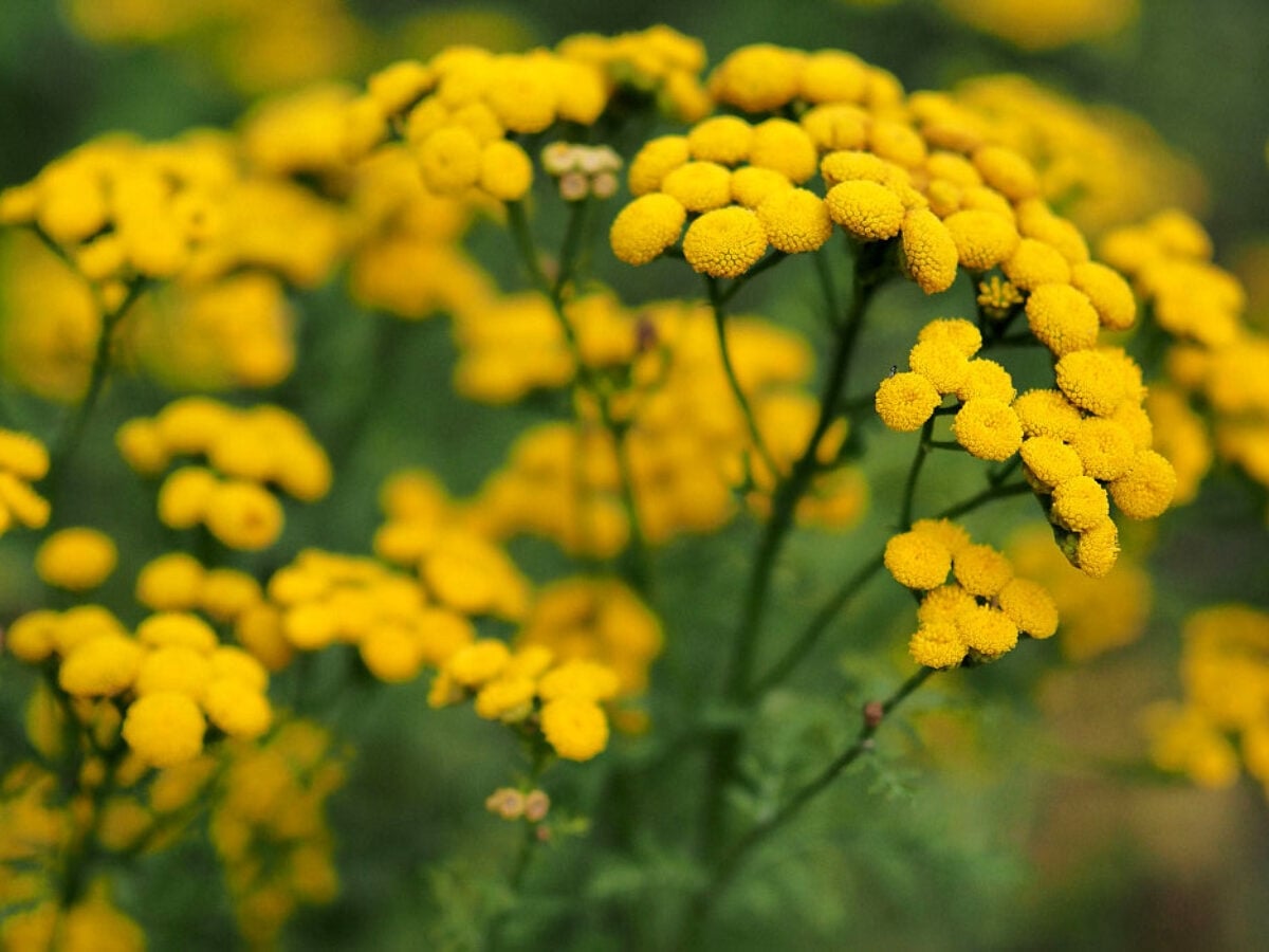 TANACETO-AZUL-BLUE-TANSY-TANACETUM-ANNUUM-1200x900