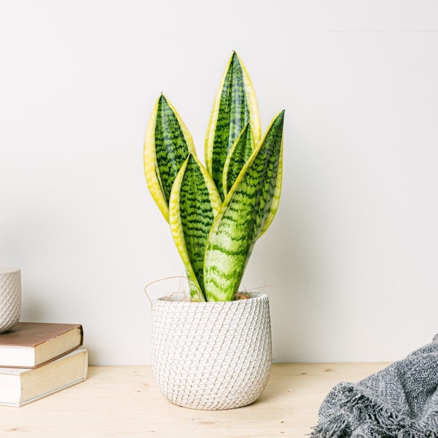 plantas3