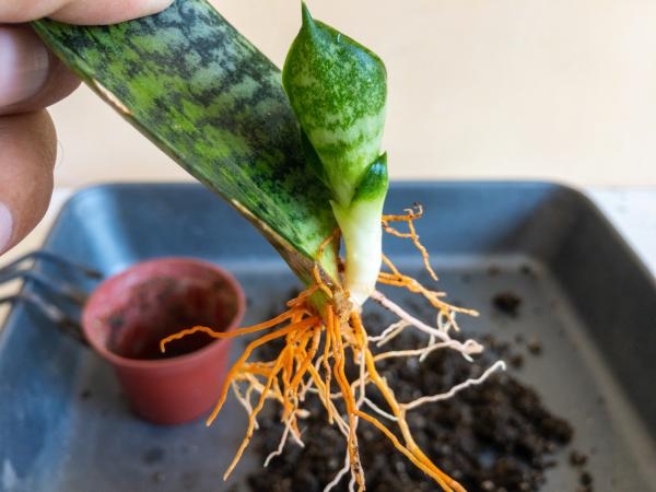 plantas2