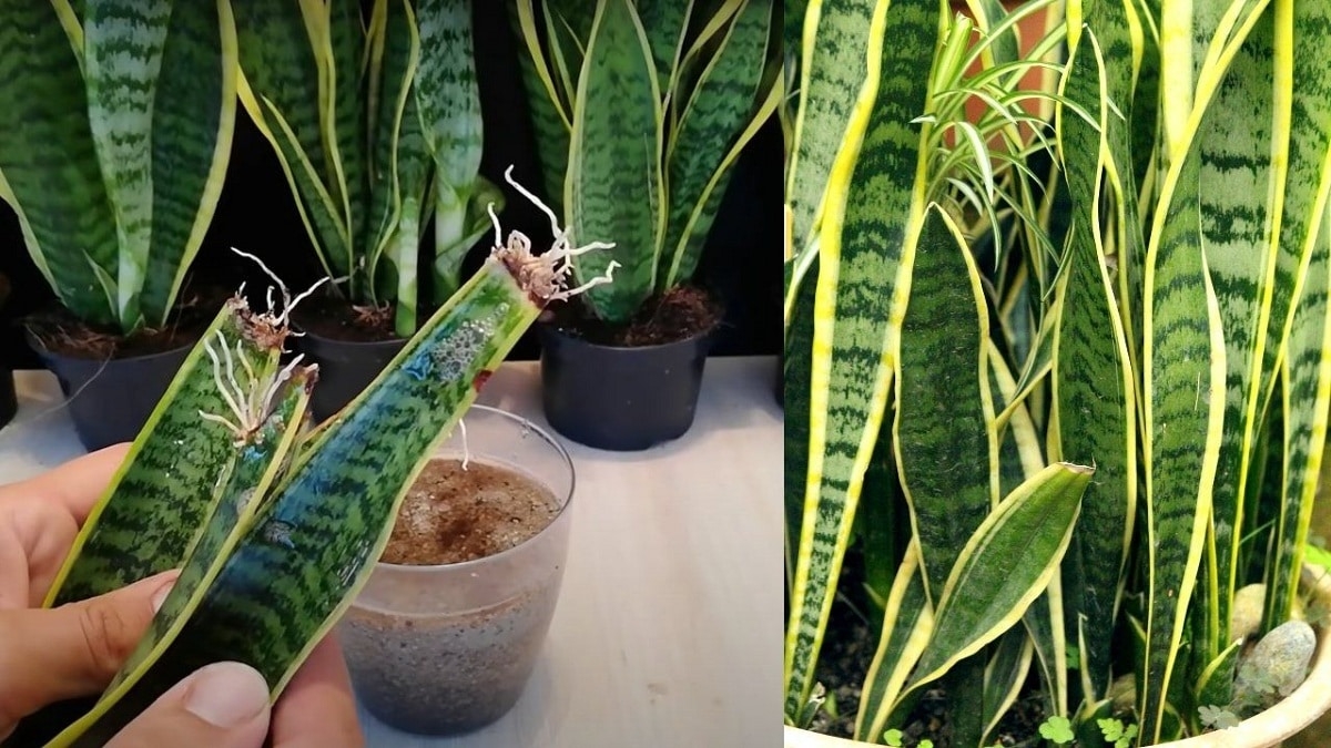 plantas1